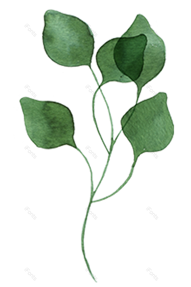 绿叶图片,花草元素,树叶PNG,绿植免抠素材